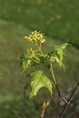 Acer truncatum - javor uťatý - v květu